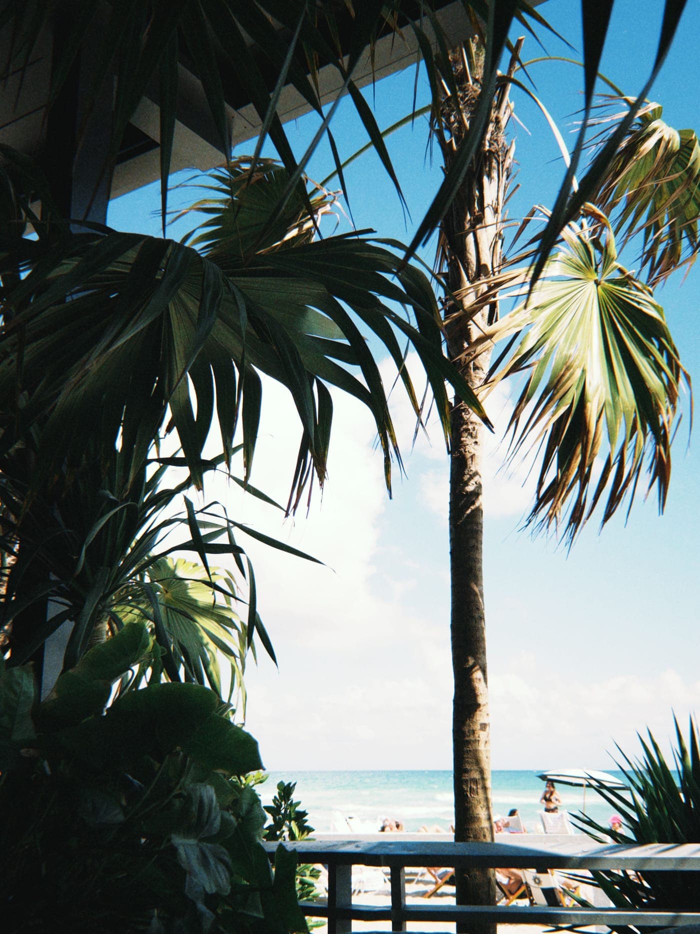 Boca Raton beach seen through palm fronds