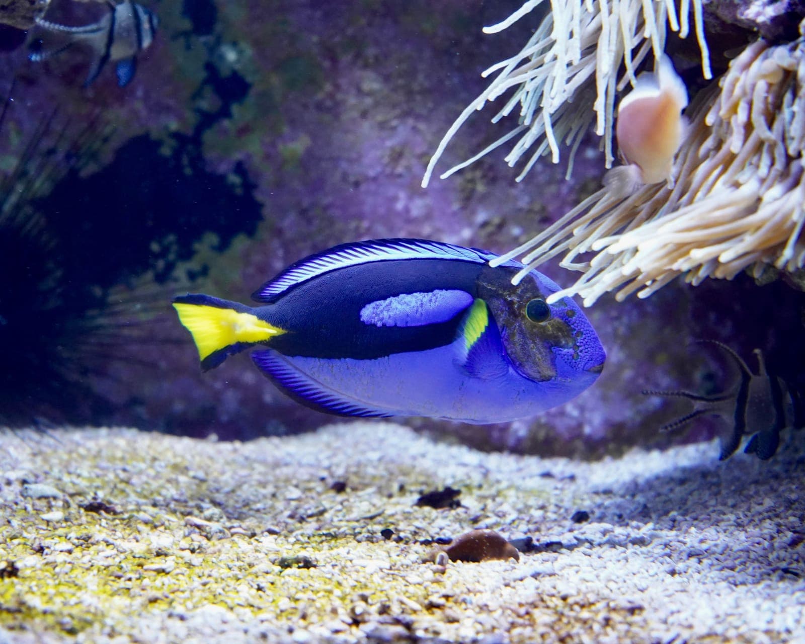 Cleaning the front glass of a saltwater reef aquarium