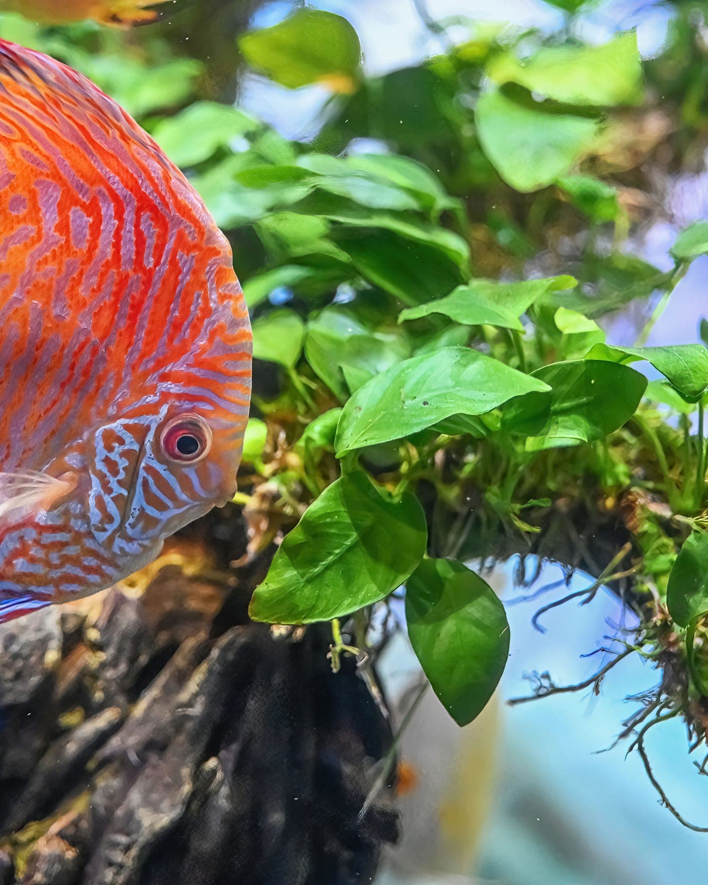 A lush planted freshwater aquarium with tetras