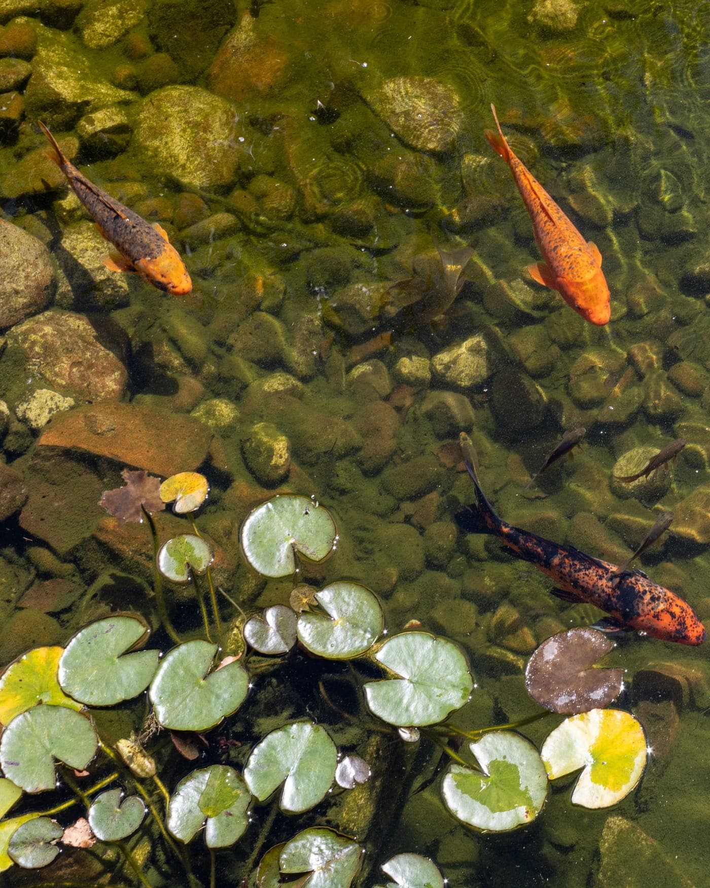 Koi swimming in a clear garden pond