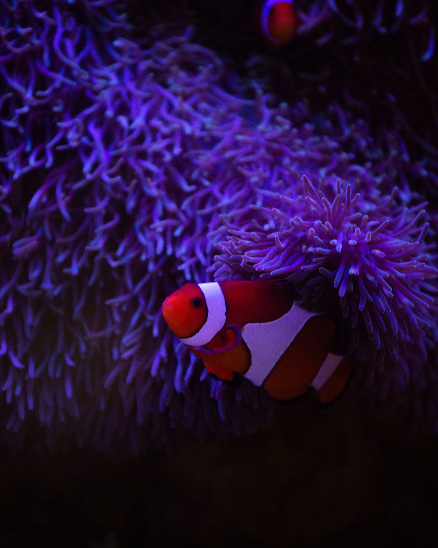 Colorful coral reef aquarium under blue lighting