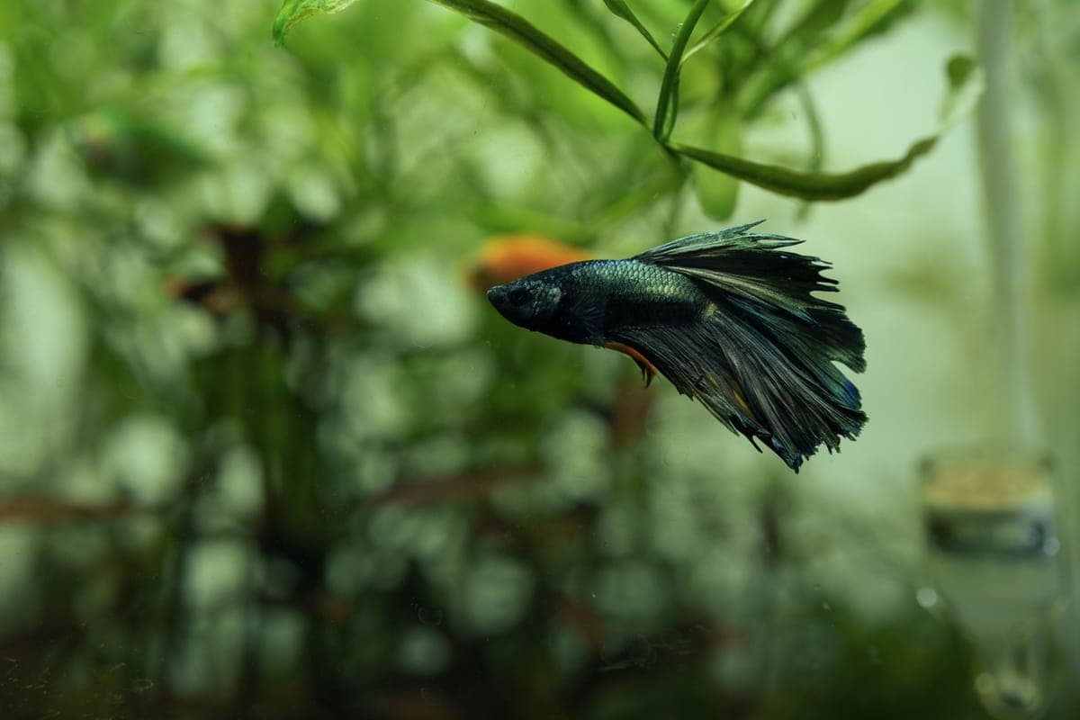 Blue betta among aquarium plants