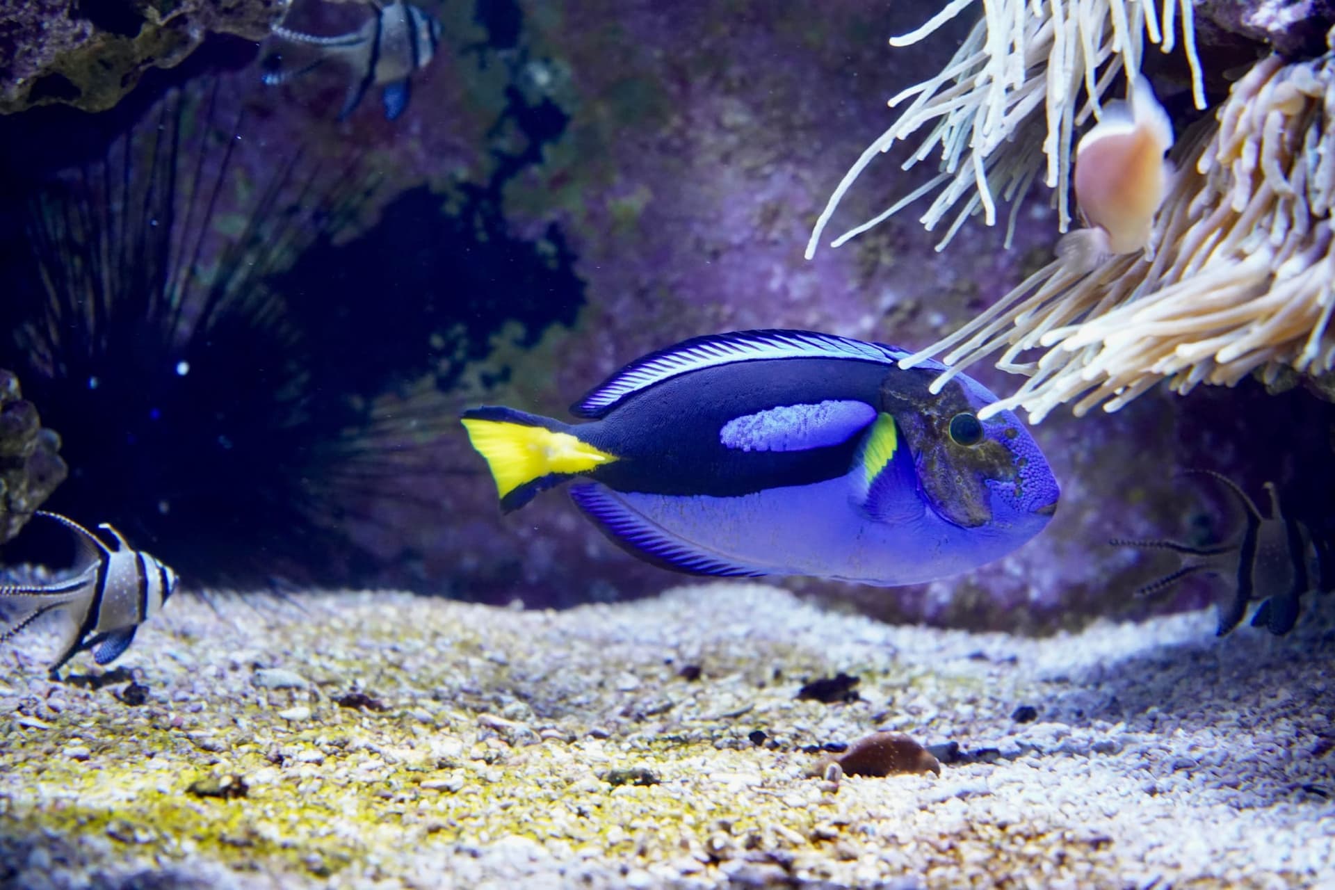 A blue tang over white sand in a clean reef aquarium