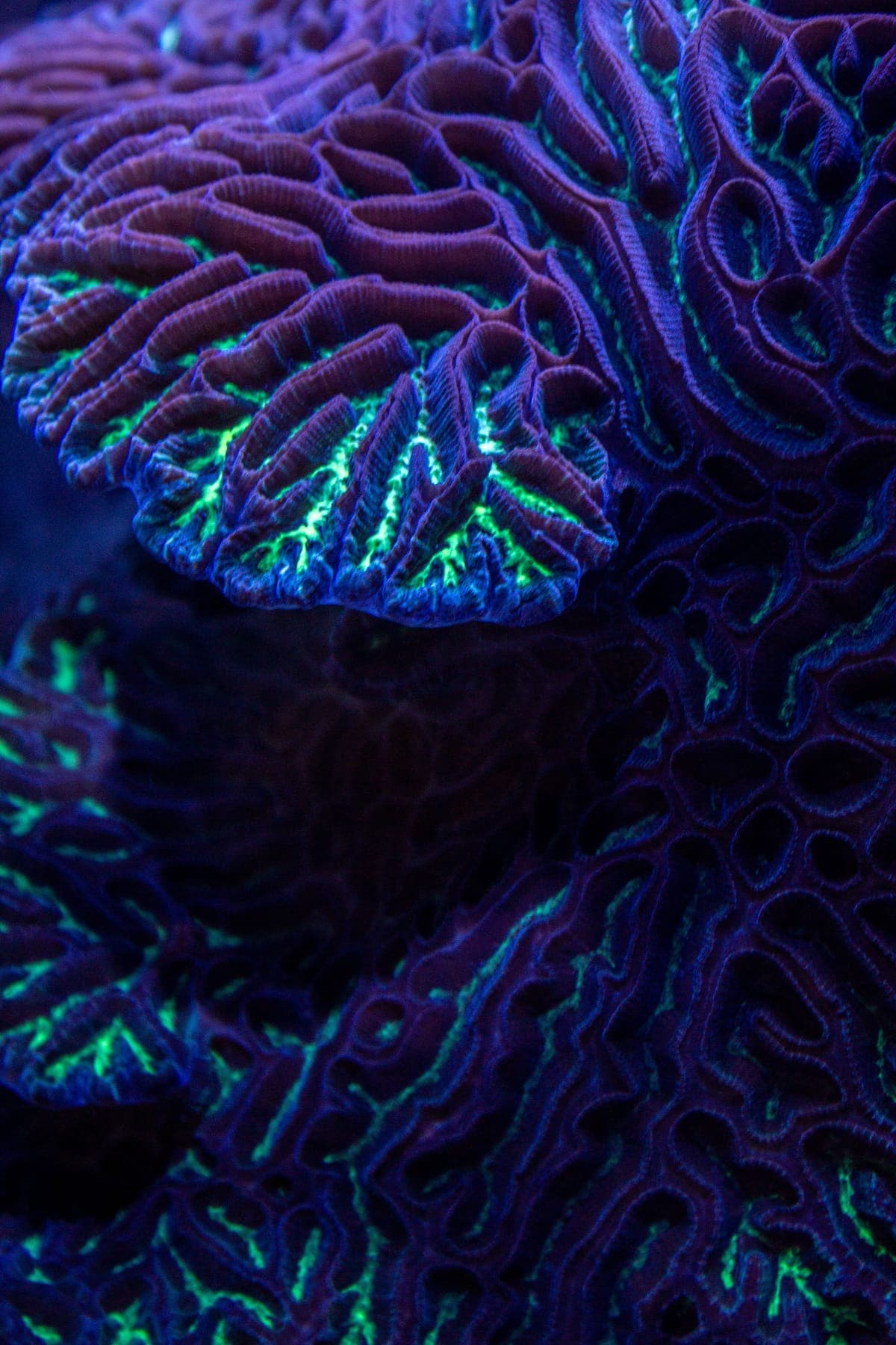 Brain coral glowing under blue light
