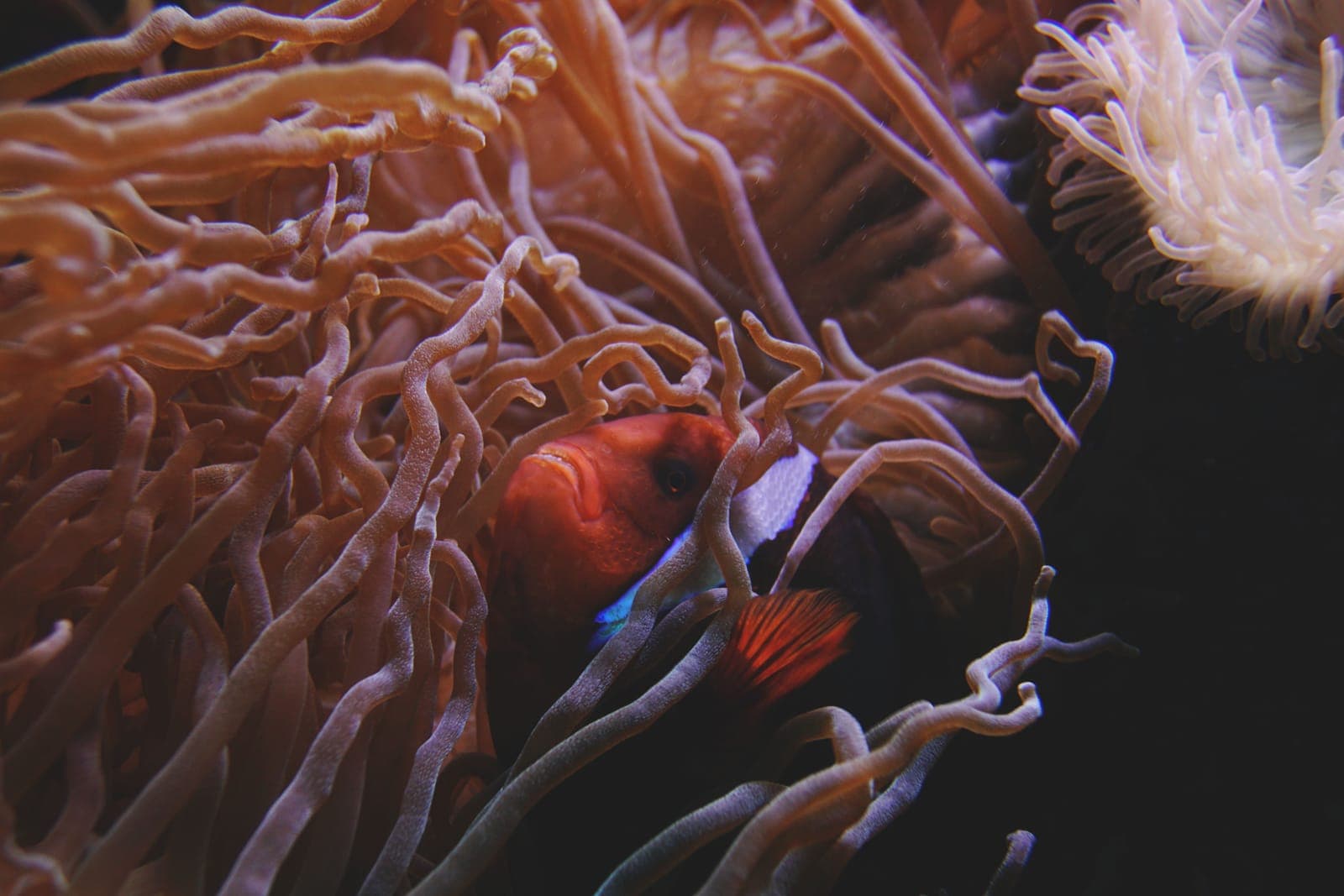 A clownfish sheltering in an anemone