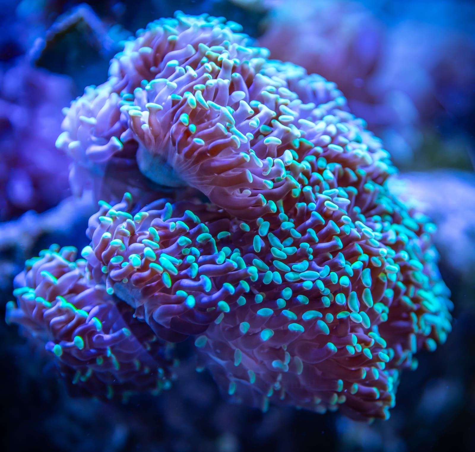 Pink and teal hammer coral heads under reef lighting