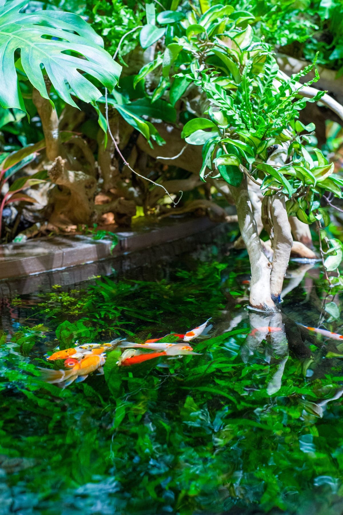 Koi in a garden pond framed by tropical foliage
