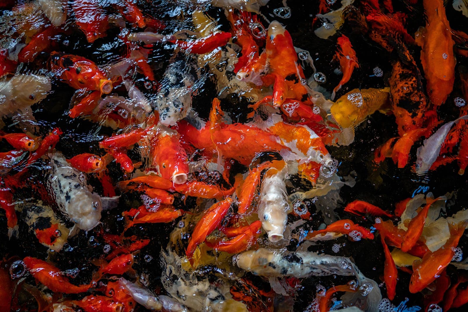Orange, white and black koi from above