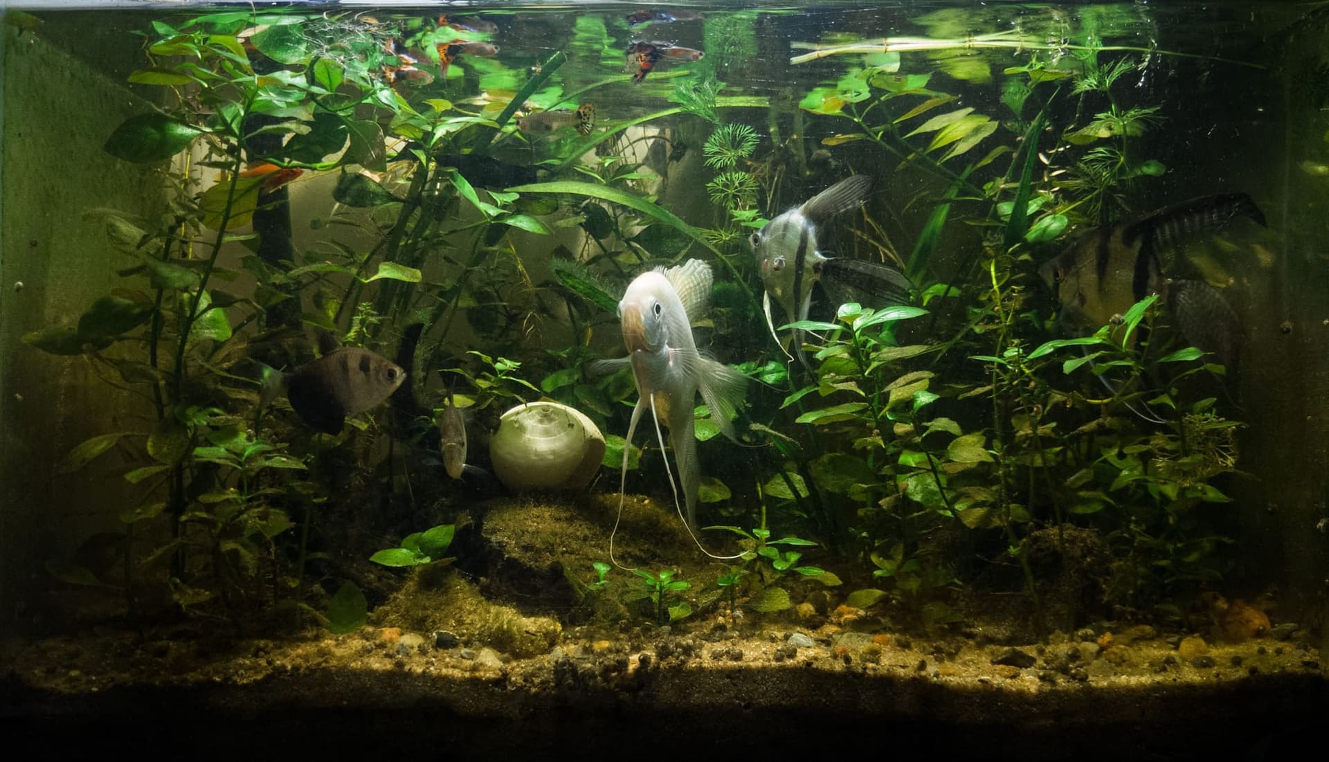 Angelfish in a heavily planted freshwater aquarium