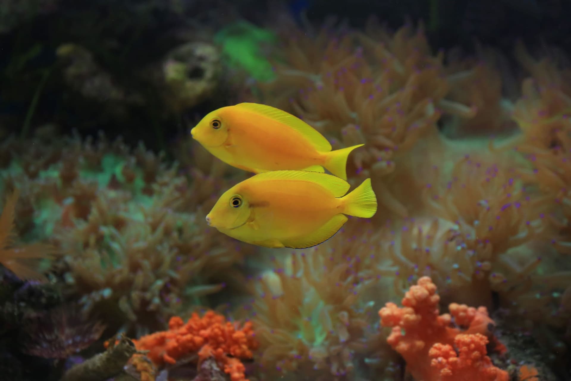 Two yellow tangs swimming over red and green coral in a reef aquarium