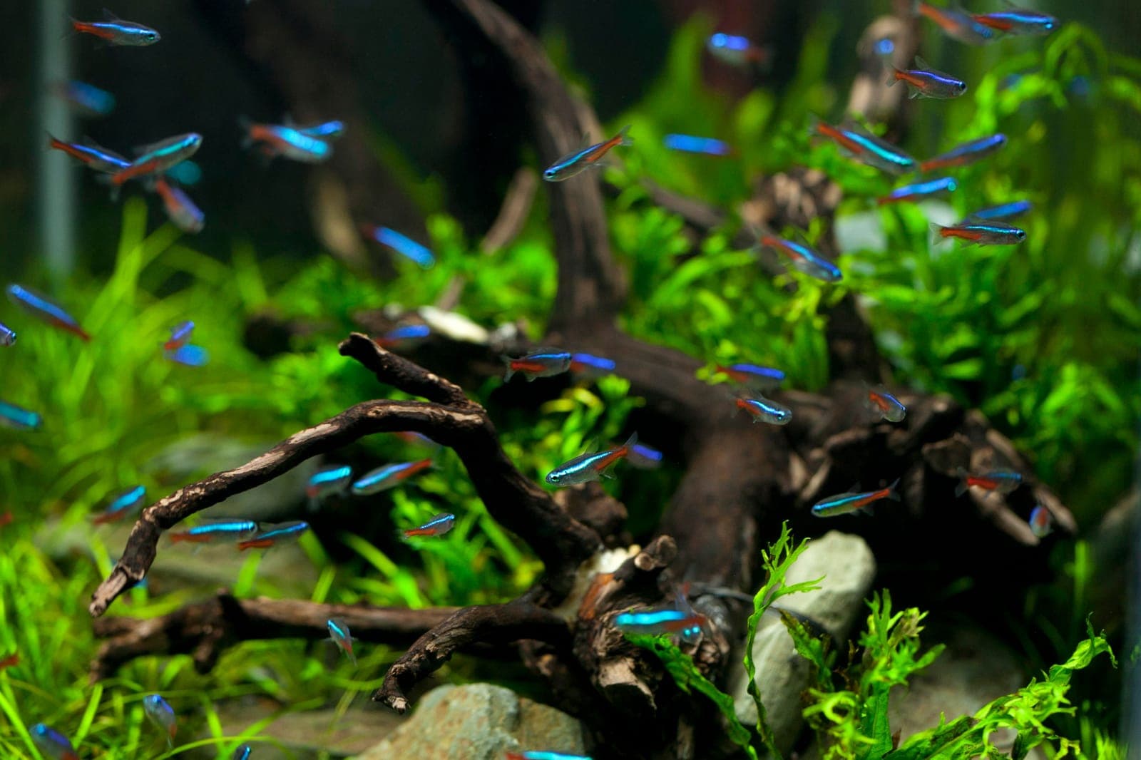 Neon tetras over driftwood in a planted freshwater aquarium