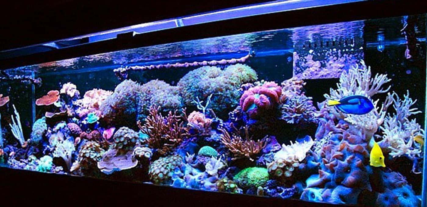A mixed reef aquarium with colorful coral, a blue tang and a yellow tang