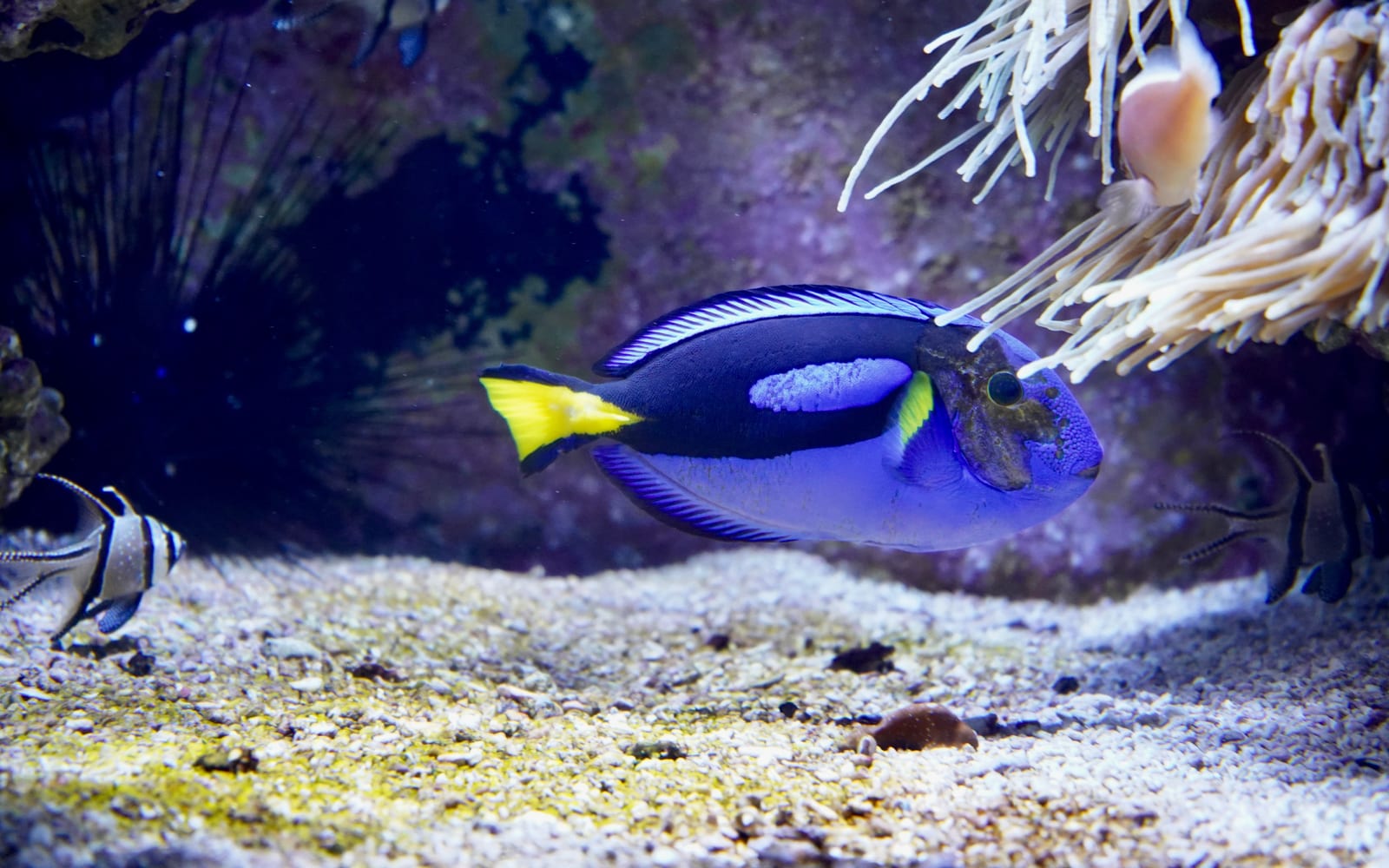 A clean, well-kept reef aquarium with a blue tang over white sand